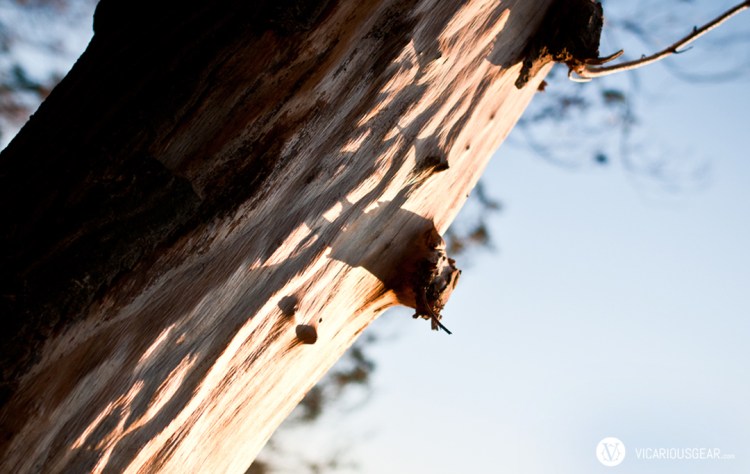 The harsh light really made some great textures appear.