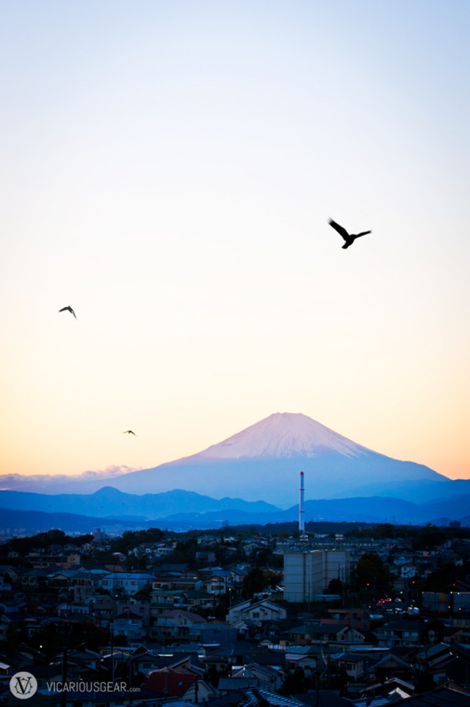 Local Kites took flight to find their resting spots for the evening