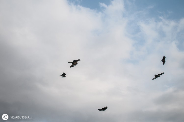 These birds were enjoying the windiness and using it to hover in one spot by the boardwalk. I took it as a sign and joined them to take in the breeze.
