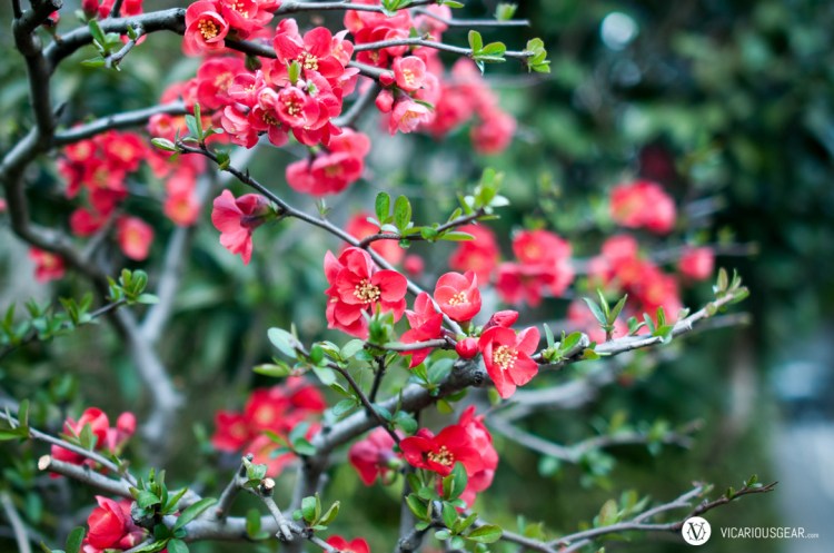 While most were not yet in bloom, I lucked out and passed this particular tree that was littered with beautiful plum blossoms.