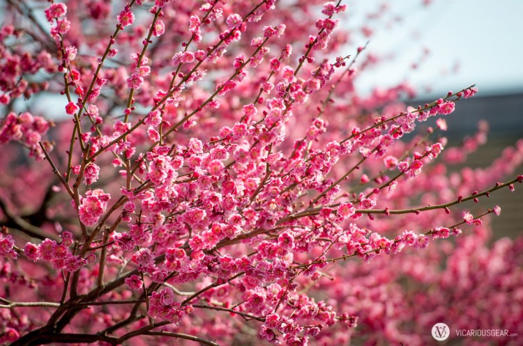 So stunning in the afternoon sun.
