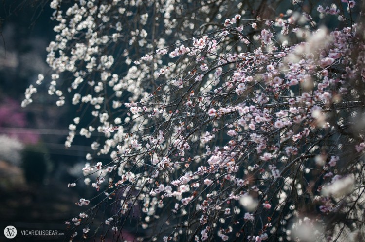 There were only a handfull of these trees with drooping branches in bloom. Maybe they require warmer weather?