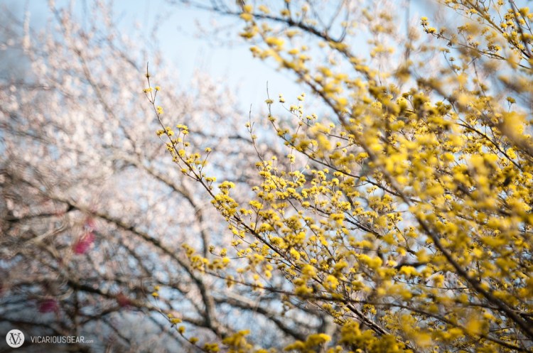 The yellow flowers were pretty scarce.