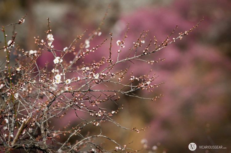 All these little bulbs looked like they were ready to pop.