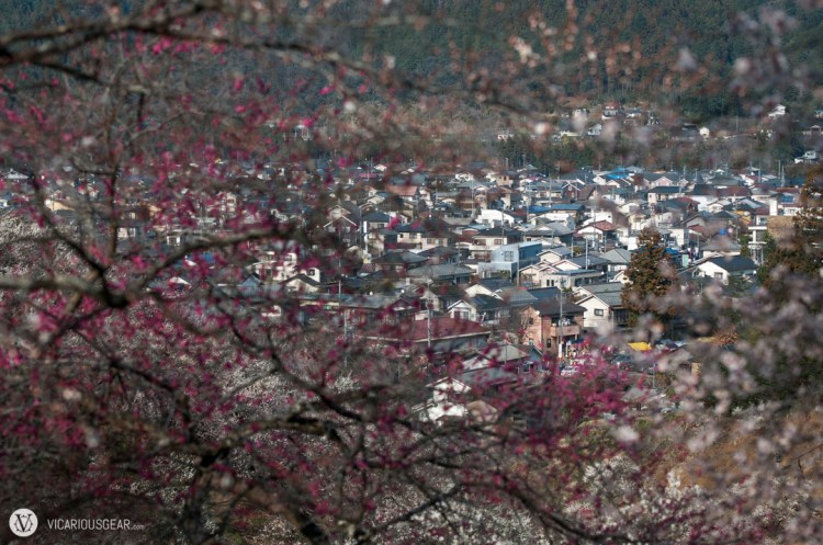 Yoshino Baigo (Plum Village) is just surrounded by these beautiful trees.