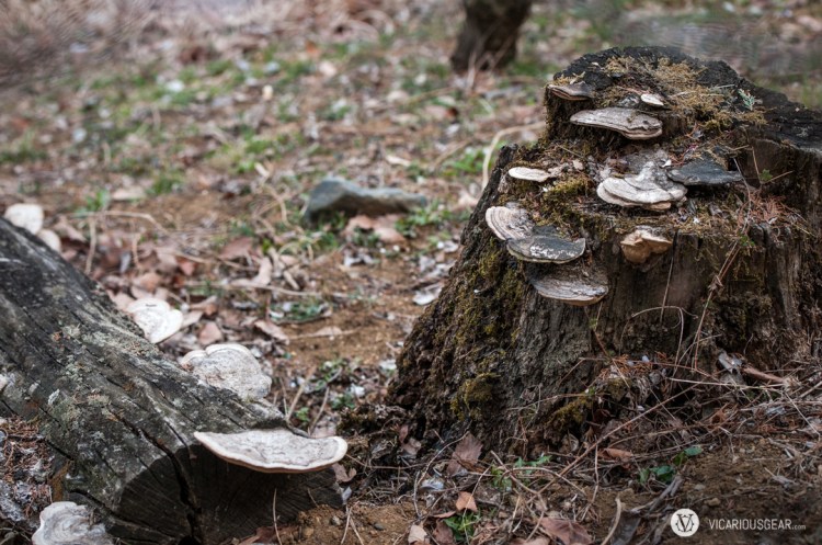 Some fungi and bark always makes for some cool textures.