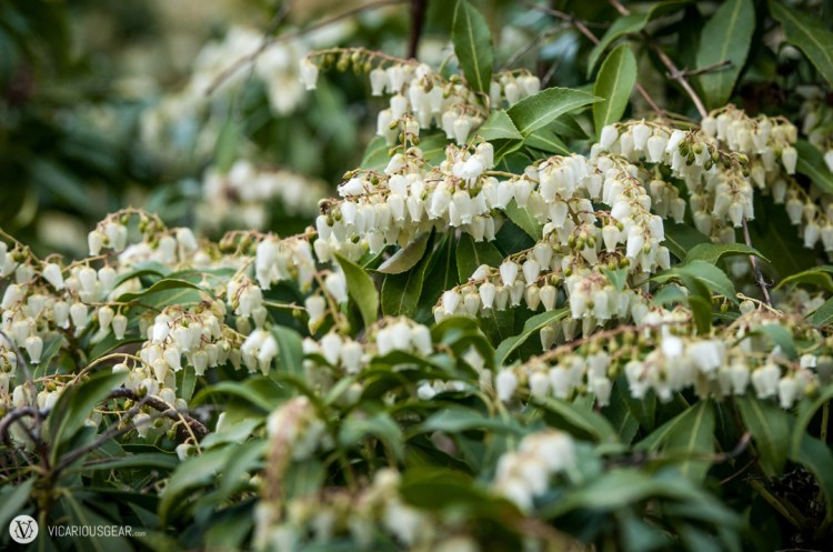 Compact Japanese Andromeda. First time seeing these. Pretty cool.