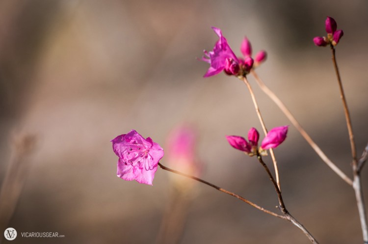 Flowers in all stages of life.