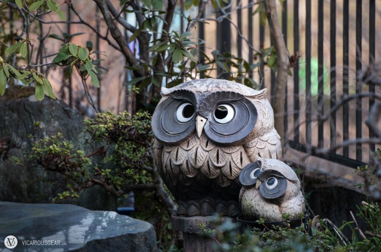 Funny looking owls spotted watching over someones yard.