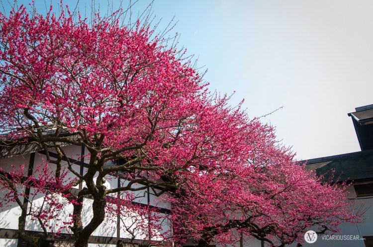 We couldn't help revisiting this scene on the way back to Hinatawada station.