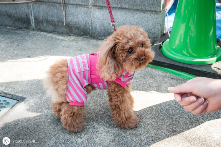 Probably the fluffiest brown poodle we have seen in Japan so far. Mimi didn't have any snacks to lure her home with us.