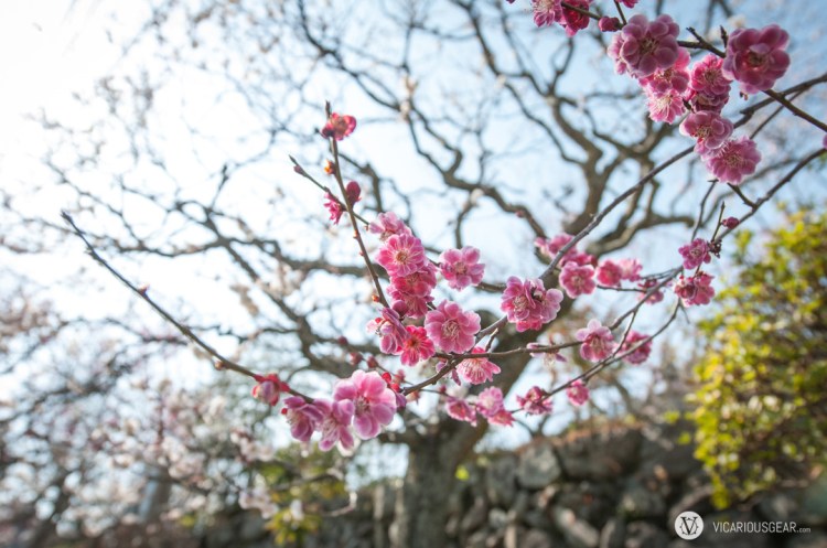 Nice mix of white and pink.