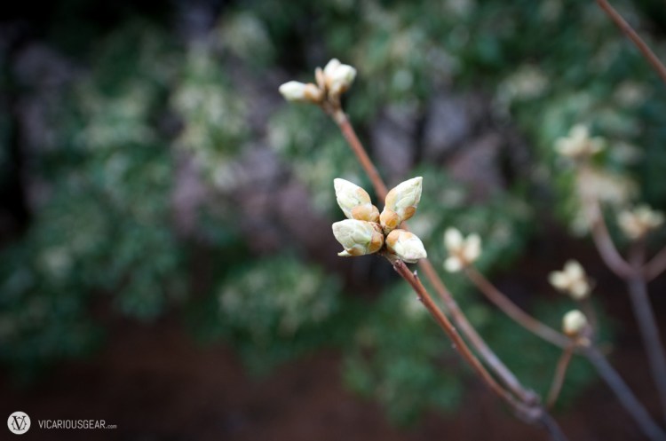 Would like to know what these grow up to be.