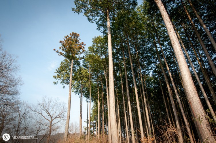 The garden is surrounded by a forest of these really tall trees.