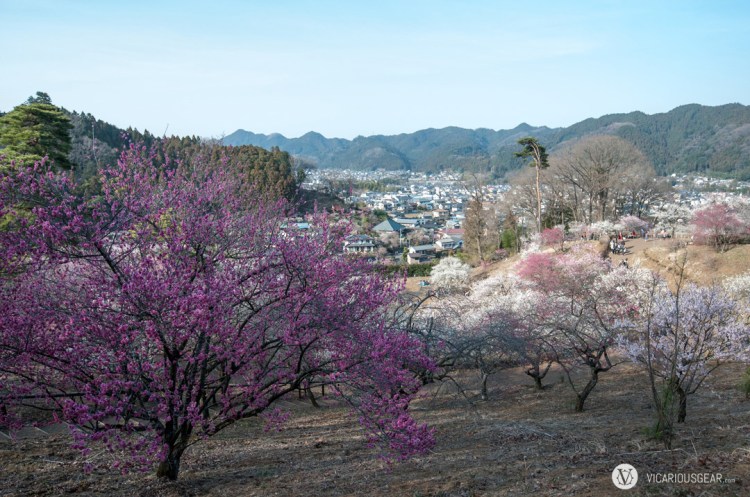 Great view of the city above the trees.