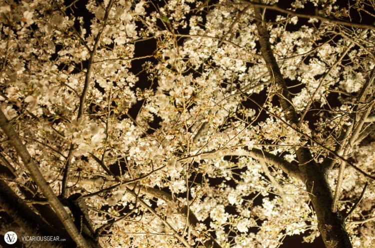 There was a variety of lighting illuminating the sakura.