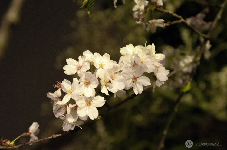 I had to wait a while to snap this as the branches kept blowing in the wind.