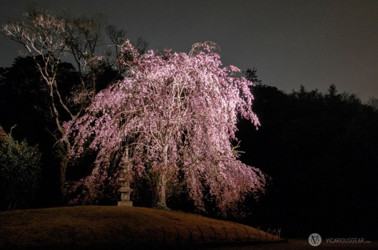 This weeping cherry tree and the stone pagoda created quite a nice atmosphere. I wish we could lay beneath it and look into the sky.