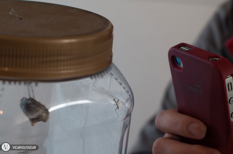 This one was striking a pose for Mimi after gaining some color on its exoskeleton.