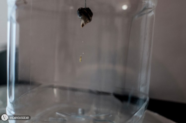 After we had given up on the utheca hatching, Mimi turned around to discover the first baby mantis repelling down a string from its egg case.