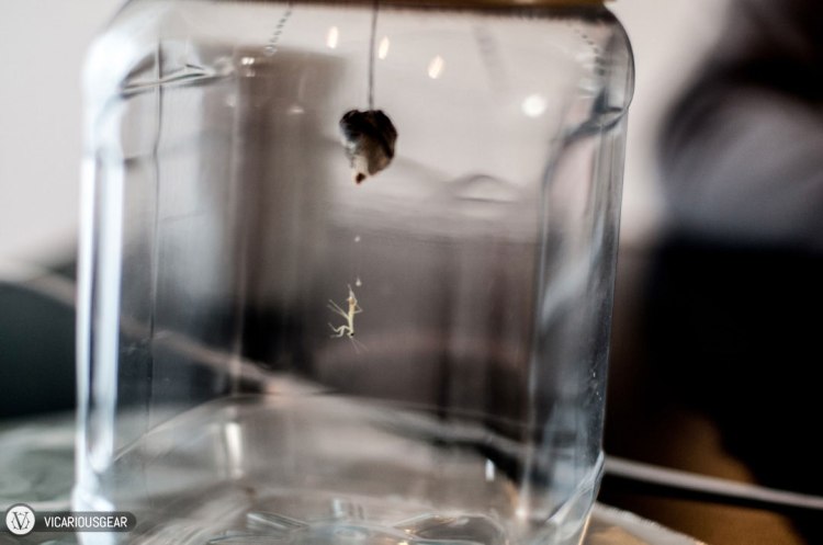 The first one was by itself for quite a while and dangled there like a secret agent while it stretched out and gained some strength.