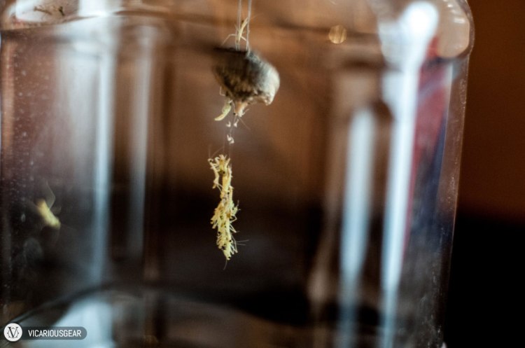 About an hour after the first hatchling, dozens more mantids started their repelling act. It was getting a bit crowded.