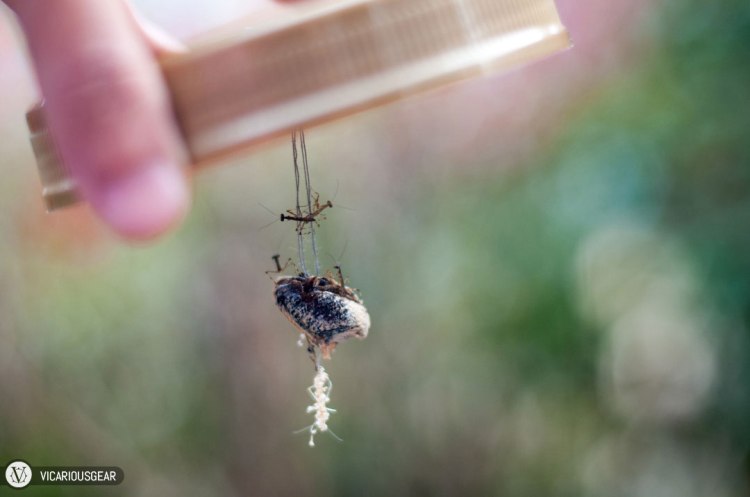 After the invasion of the bottle by mantids slowed down a bit, I decided to take them outside and let them free. All of them had changed to a darker color by this point.