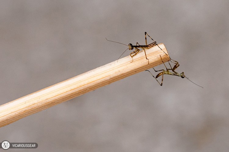 They were much more timid than expected so I ended up having to transfer them out of the bottle and onto leaves with a chopstick.