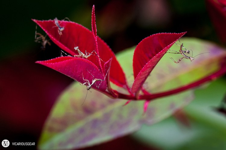 I wonder if any of the fully grown mantids we see around the neighborhood this year are one of these little guys.